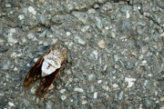 【悲報】セミさん、道端でひっくり返り死んでると思わせて通行人をビックリさせるムーブに突入