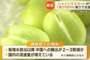 【高級ブドウ】1房398円も…シャインマスカット異例の安さ　暑さで生産量↑　中国への輸出減少も影響