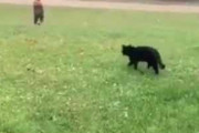 【ネコ】 庭で遊ぶ幼児を猫が見守っていた。そっちに行っちゃダメ！ → 幼児が通りに向かうと猫はこうした…
