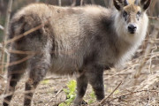 絶滅していなかった！ニホンカモシカ、50年ぶりに確認！