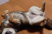 【画像】うちの柴犬があられもないポーズしてる…この後、大開脚ご開帳大会になりましたwww
