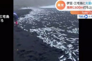 三宅島に大量のイワシ 海岸に600m打ち上げられる (動画)