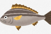 『イサキ』とかいう、なにもしてないのに2ちゃんコピペで風評被害を受けた魚wwwwww