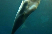 【朗報】白イルカ、えっちだった