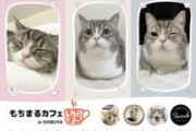 【悲報】「もちまる日記」の猫・もちまる、腎臓病悪化に加えて、肥大型心筋症も見つかる