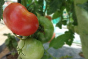 【画像】明らかにニワトリのトマト、発見される