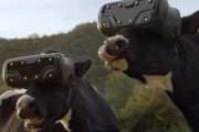 【画像】牧場の牛にVRゴーグルを付けてみた?