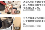 【悲報】大人気猫系YouTubeのもちまるさん、ガチでヤバそう…