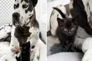 動物に興味がなかったグレートデーンだが、孤児の子猫は特別。ビッグマザーに大変身