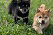 ワイ、上司の飼ってる子犬が可愛すぎて号泣