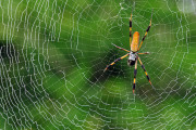 人間すらも捕まりそうな「巨大なクモの巣」が発見！ その美しさに心奪われる人も！！