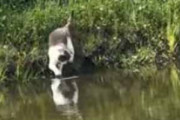 湖で釣りをしていたら対岸にネコが現れた。釣り道具なんていらない → 野生の猫はこうします…
