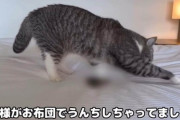 【画像】猫系YouTuberもちまる日記、ホテルのベッドで粗相した様子を撮影して炎上→動画非公開にｗｗｗｗ