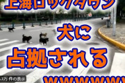 【悲報】上海ロックダウンで街が野良犬に占拠されるｗ （動画あり）
