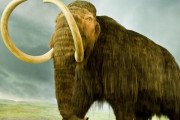 カナダでほぼ完ぺきな形の「赤ちゃんマンモス」が見つかる！！形まではっきり