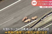 (´・ω・`)出荷された豚さん、高速道路上で逃げだすｗｗｗｗ