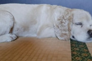 【画像】ワイのイッヌ、イビキをかく…よう寝とるwwww