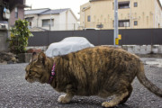 【画像】今まで撮った猫写真を放出する