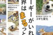 【悲報】コーギーさん、歩き方を他の犬にいじられてしまう