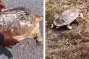 「こんなに速いの？！」道の真ん中で救助されたカメの素早さにびっくり！