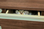 「人見知りなドラえもんっぽいの来てる」猫ちゃんが引き出しの中から眼光鋭めに見つめる映像が面白かわいい