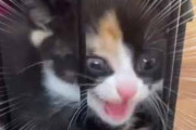 ２匹の子猫がケージの中にいた。ここから出せぇ～！ → そう言われましても…