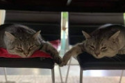 【ねこ画像】ガラステーブルにおやつを置いて下から撮ってみた結果…おっとりさんと食いしん坊さん、対照的すぎましたwww