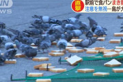 鳩の餌として駅前に大量の食パンを撒き散らす住民が迷惑すぎる、なんでこんなことすんだ…