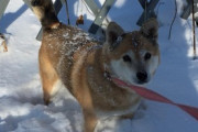 【画像】雪が降るとﾀﾋんだ愛犬の事を思い出す
