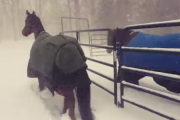 馬「…は？寒すぎ」銀世界に飛び込むも10秒で小屋へ引き返す馬さんたちｗｗｗｗｗｗｗｗｗｗ