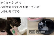 【朗報】中川翔子さん、保護猫をたくさん引き取る！良い人すぎるだろ・・・