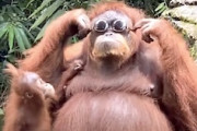 【サル】入園者が落としたサングラスを試すオランウータンが話題に。