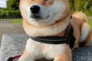 柴犬←かわいいです、賢いです、忠誠心あります←こいつ