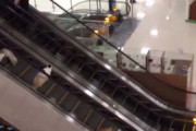 【ネコ】 ショッピングモールで買い物をしていた。あれは何だ！？ → たくさんの猫たちがエスカレーターに乗って降りてきたんだけど…