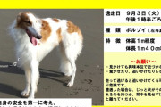 茨城・牛久市で大型犬の「ボルゾイ」が逃走　市が注意喚起