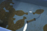 原発処理水でヒラメ飼育　「数値やデータで示すより、処理水の中で生きているというのを目で見て頂く」
