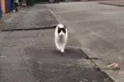 ネコがてくてく歩いてきた。なにごとだぁ！？ → 猫はこうなる…