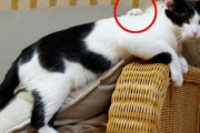 【ねこ画像】ソファーで寛ぐ猫さん…あれ？背中にかかる謎の手が。これはもしかして…