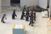 【悲報】水族館の楽しみ方、実は「イルカ見る」「ペンギン見る」「グッズ買う」の３パターンしかなかった…