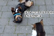 「仲よくしよう、君にすべてを捧げるよ」猫に猛烈アピールを繰り返す犬