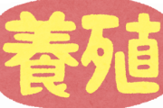 養殖より天然の方が美味い！！！←これホンマか？