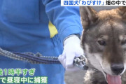 南足柄市で逃走していた四国犬「わびすけ」捕獲