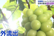 シャインマスカット、許諾料逸失100億円 中国で栽培拡大 農水省試算  [powder snow★]