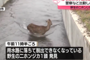 【画像】富山の警察がうっかり用水路に落ちた鹿さんを無事救出し話題に