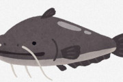 【魚類】ハトをも食べてしまう東欧の「巨大ナマズ」、西欧で在来魚の脅威となり問題に