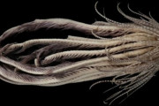 南極の海で20本の腕を持つエイリアンみたいな新種生物を発見！