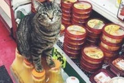 【ねこ画像】売店の新聞を枕にぐっすり眠る猫さん…今日の新聞は諦めるにゃ！ということでしょうかwww
