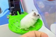 生きたハムスターがクレーンゲームの景品に登場して物議をかもす（中国）