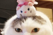 【ねこ画像】ねこの頭の上に載せていく・・・、つかまったねこ、お気に入りの日除け？ ほか【再】