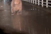 【動画】北海道の牧場作業員が橋の上でヒグマに遭遇「警察じゃ絶対戦えないだろこれ」「でかすぎる」「なおこれが山から追いやられた雑魚個体」